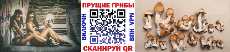 Галлюциногенные грибы MAGIC MUSHROOMS  Богородицк 